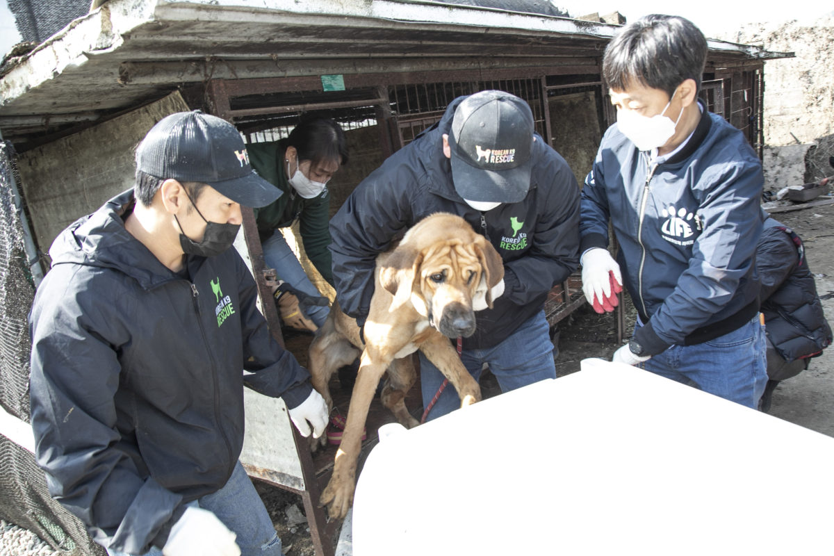 Breaking Dogs Who Were Raised For Meat Arrive In The U S To Find Homes A Humane World