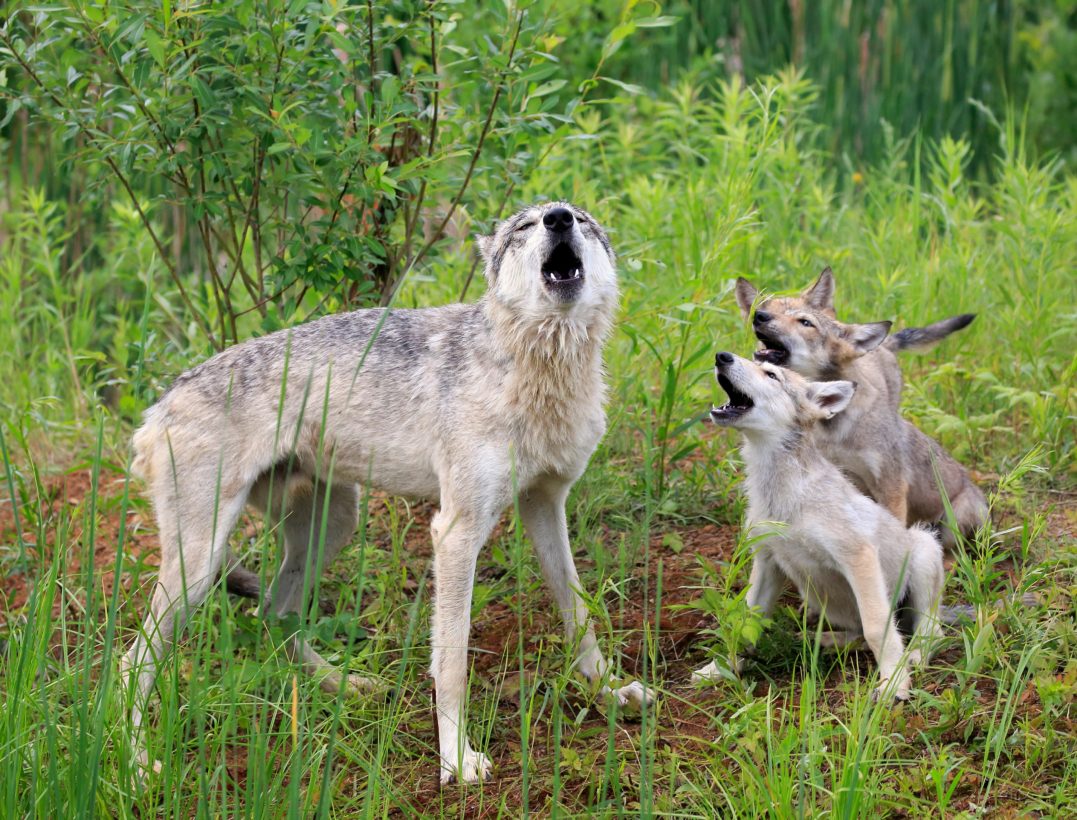 How special interest groups are destroying the gray wolf