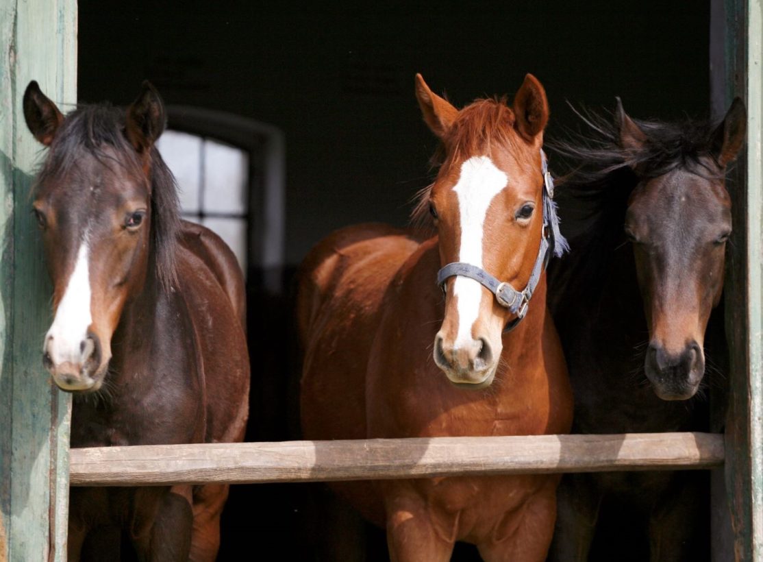 The time to stop horse slaughter is now. Here’s why.