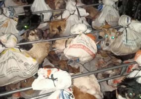 Police intercept illegal dog meat truck in Indonesia for the first time