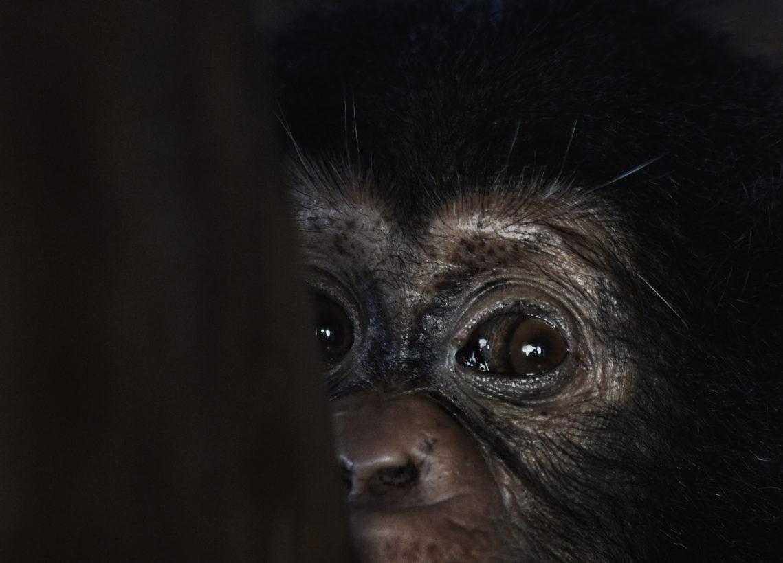 Death of chimp reveals tragic truth about primates kept as pets in America  · A Humane World