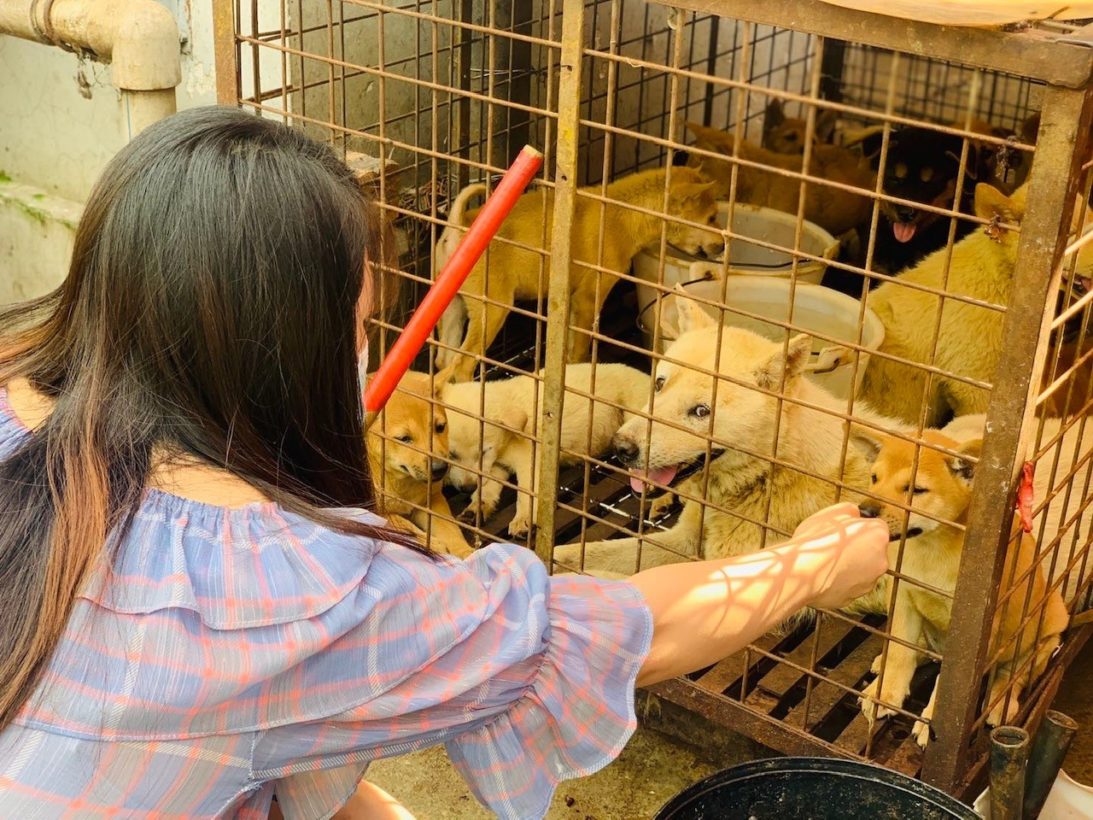 Chinese advocates lead the fight against Yulin's dog meat trade · A Humane  World