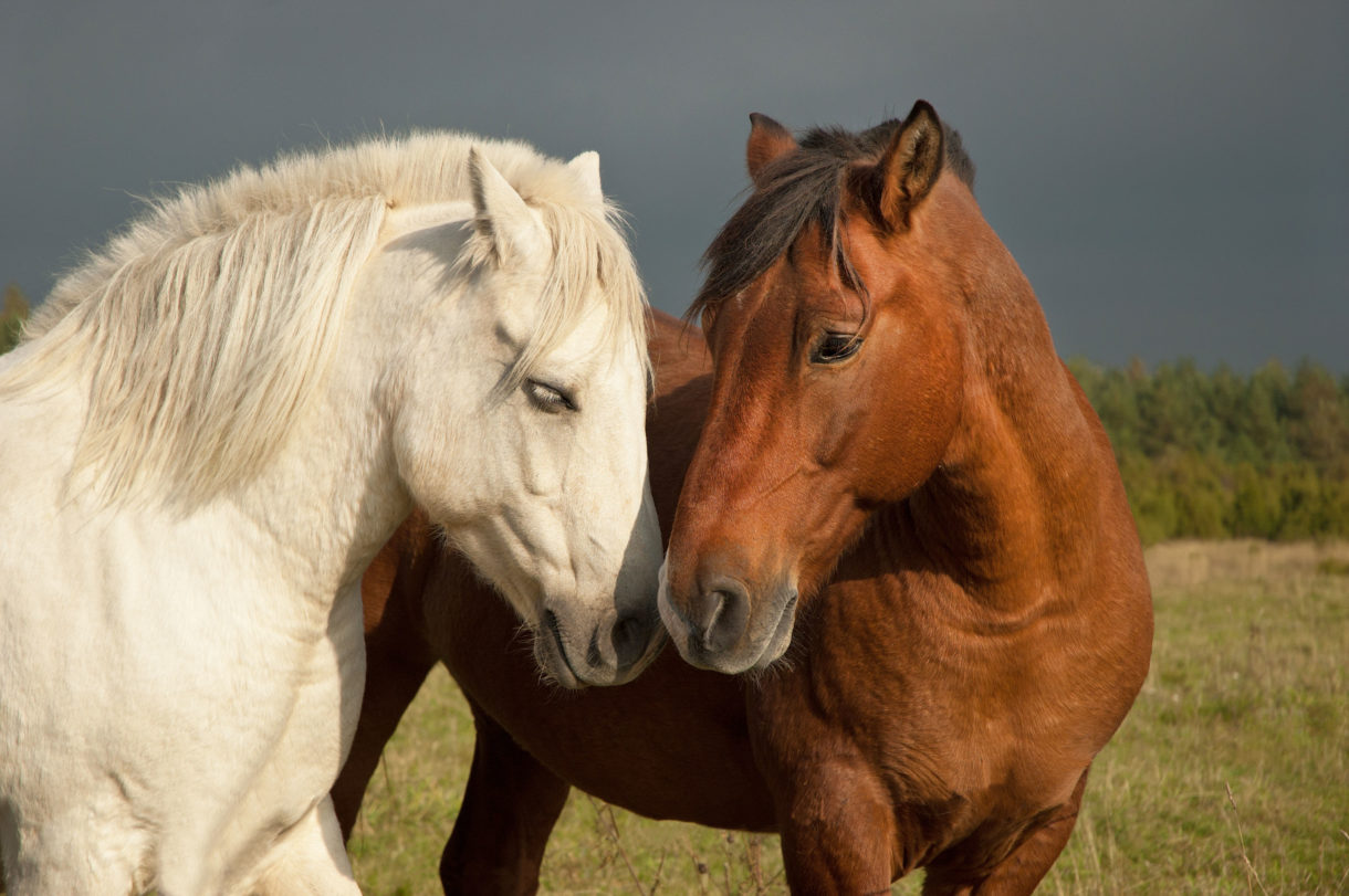 Breaking: US House passes amendments to transportation bill containing big wins for animals