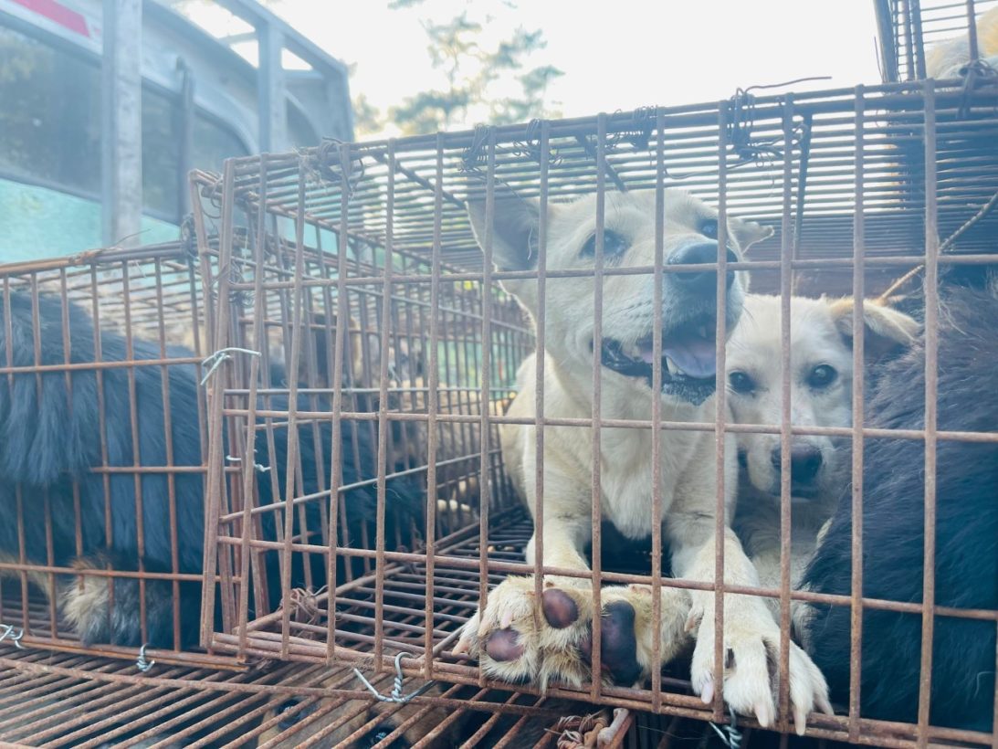 Chinese activists save dogs from truck bound for Yulin dog meat ‘festival’