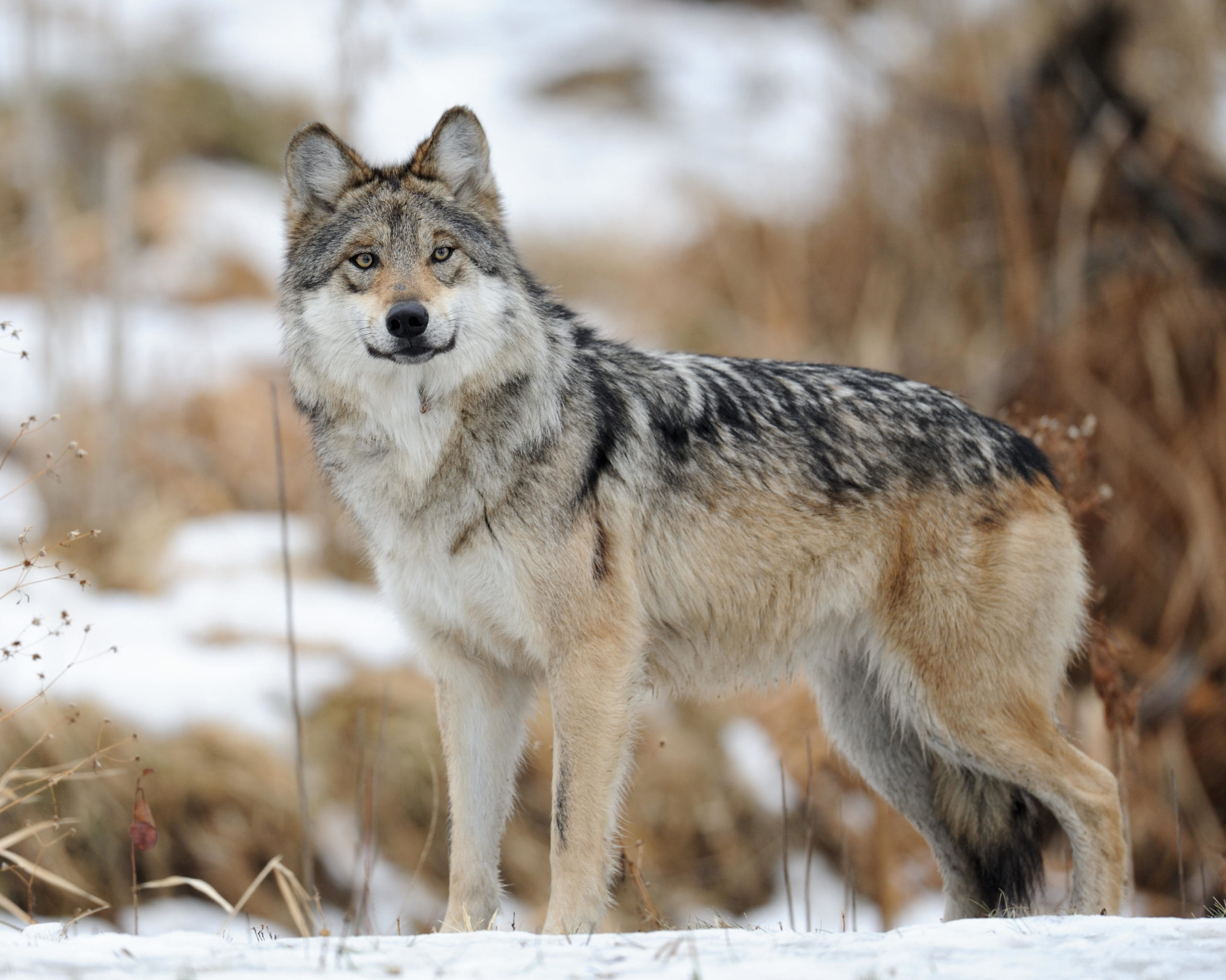 Infamous trophy hunt shows what happens when gray wolves are stripped of  protections · A Humane World