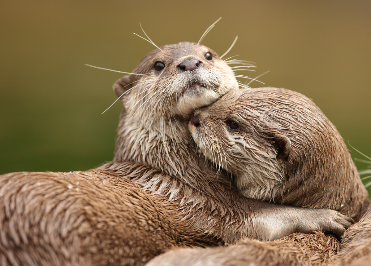 Otters are suffering and dying because of this bizarre new trend · A Humane  World
