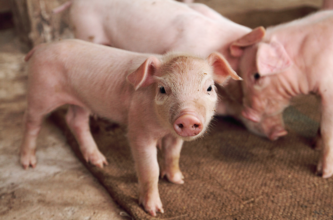 Breaking: Judges unanimously reject pork industry challenge to landmark farm animal law