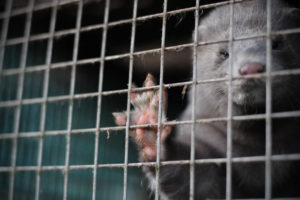 Mink fur production drops to historic all-time low in the US