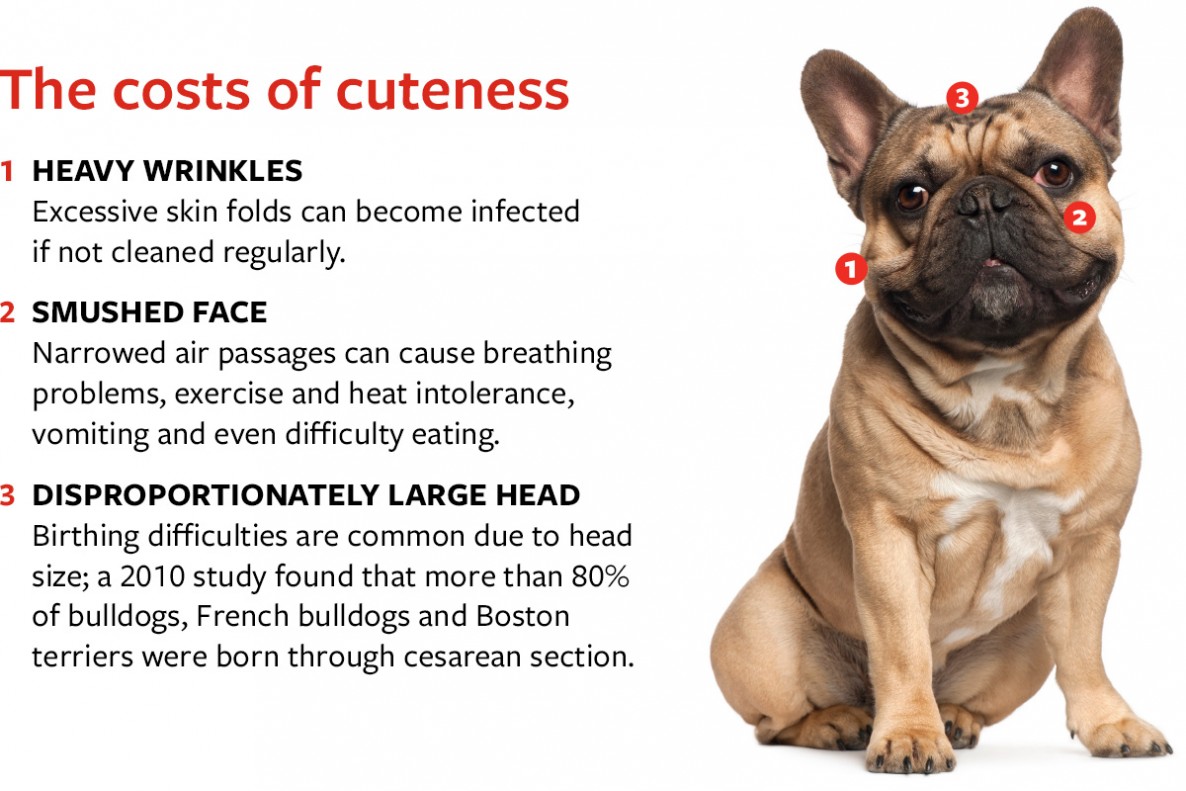 Why the summer heat is particularly dangerous for these types of dogs · A Humane World