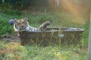 A rescued tiger’s first summer at our animal sanctuary
