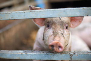 Why some veterinarians keep fighting to end one of the worst factory farm practices