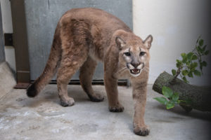 From “pet” cougars to flooding victims, animal rescue requires preparation