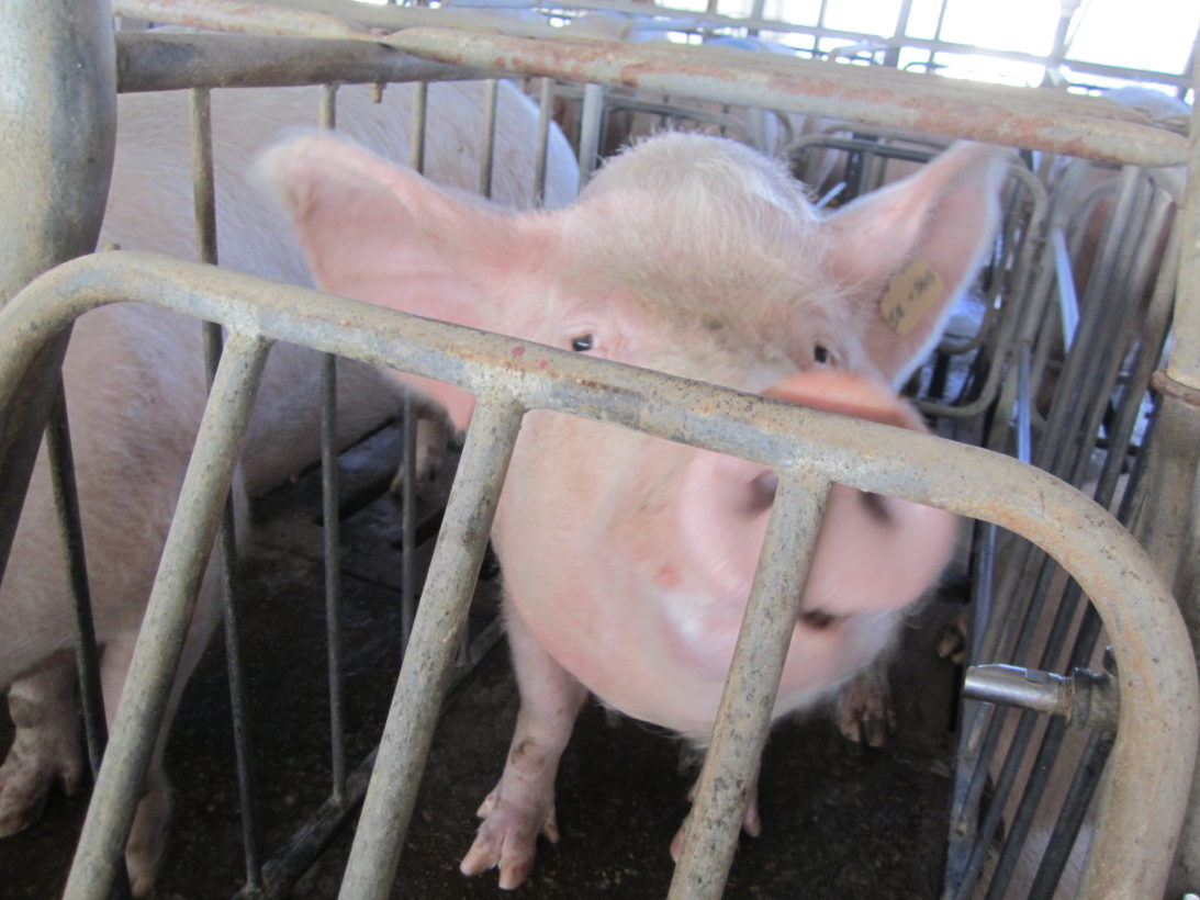 More victories leading to the end of the cage age for farm animals