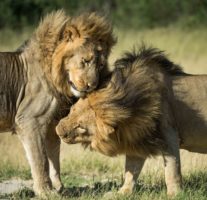 Saving Cecil’s descendants from trophy hunting