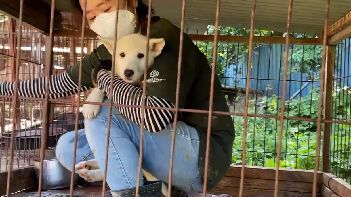 Breaking: Rescuers arrive to save dogs and puppies from dog meat farm