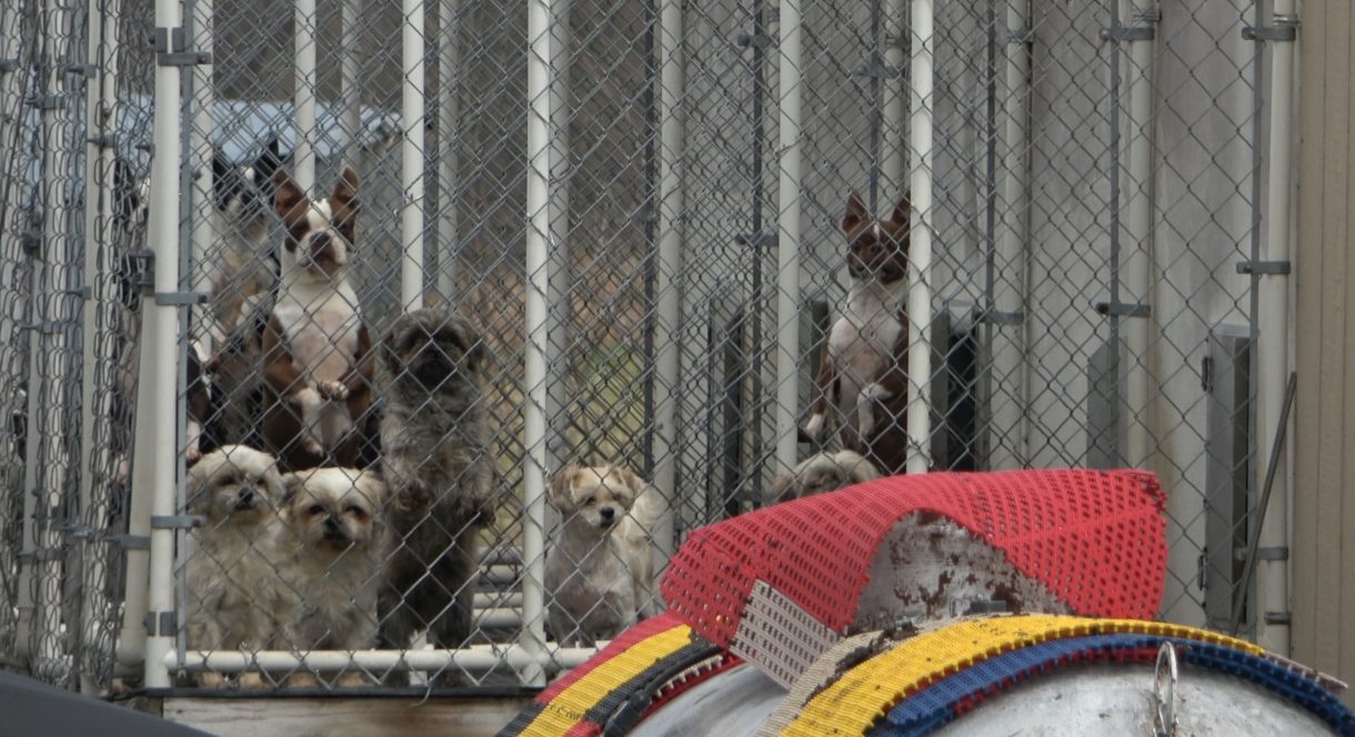 A massive blow to puppy mill industry: Illinois ends the sale of puppies in pet stores