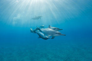Spinner dolphins finally get the much-needed protection they deserve