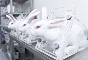 In major win for animals, Mexico bans animal testing for cosmetics
