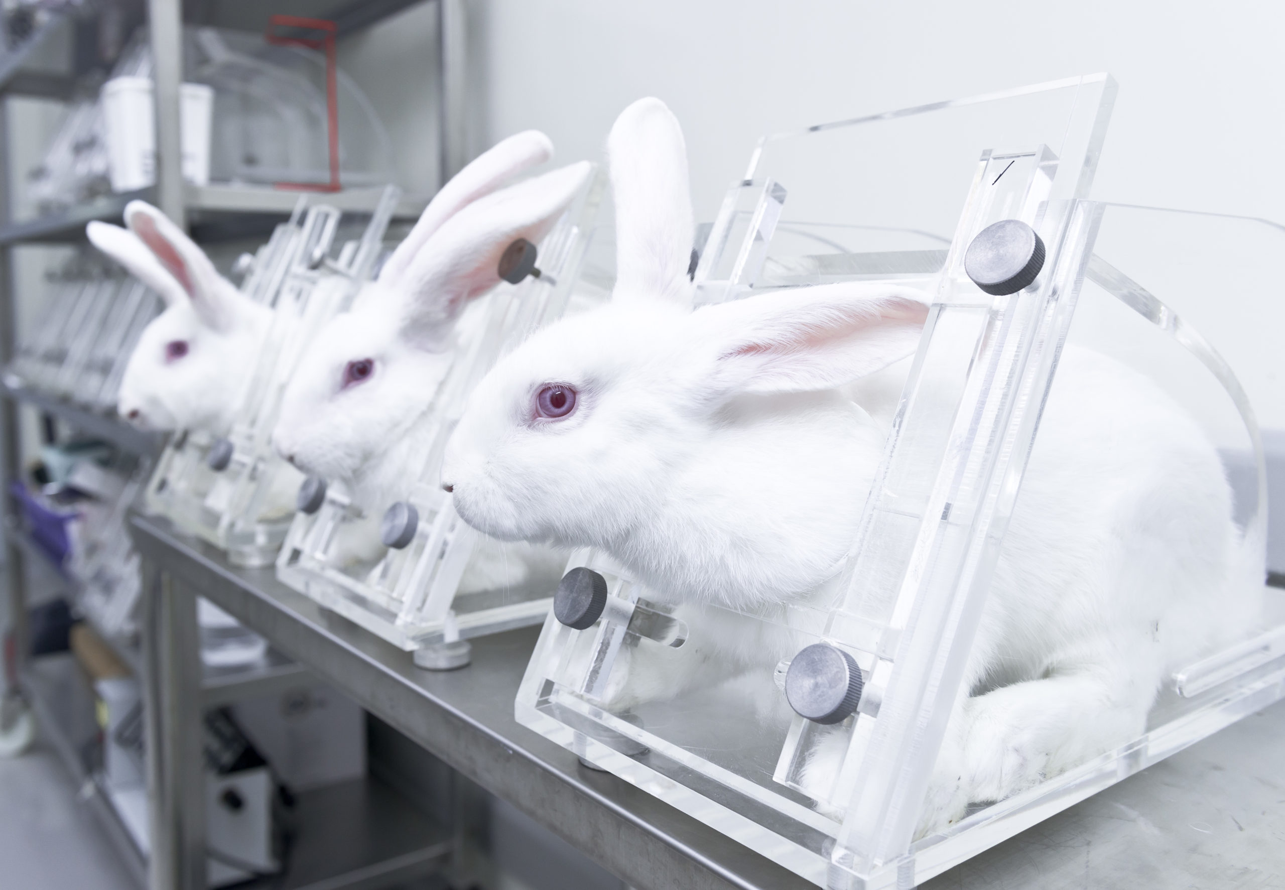 In major win for animals, Mexico bans animal testing for cosmetics · A  Humane World