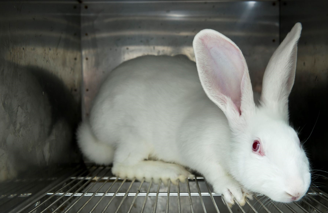 Breaking: European Parliament votes to phase out animal testing and research
