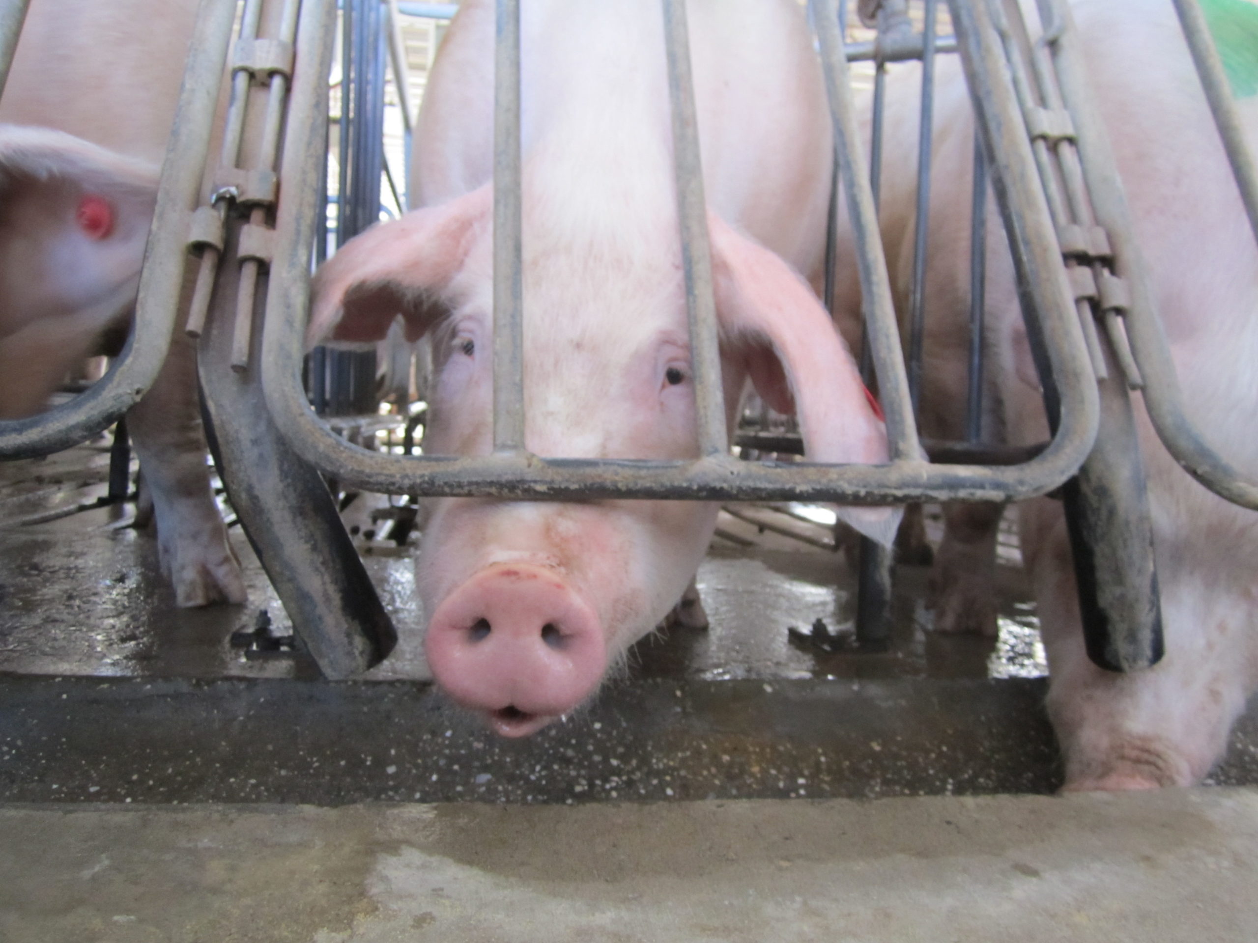 We're suing the world's largest pork producer for misleading the public  about animal abuse · A Humane World