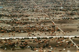 Here’s why animal agriculture must be central at UN climate change summit