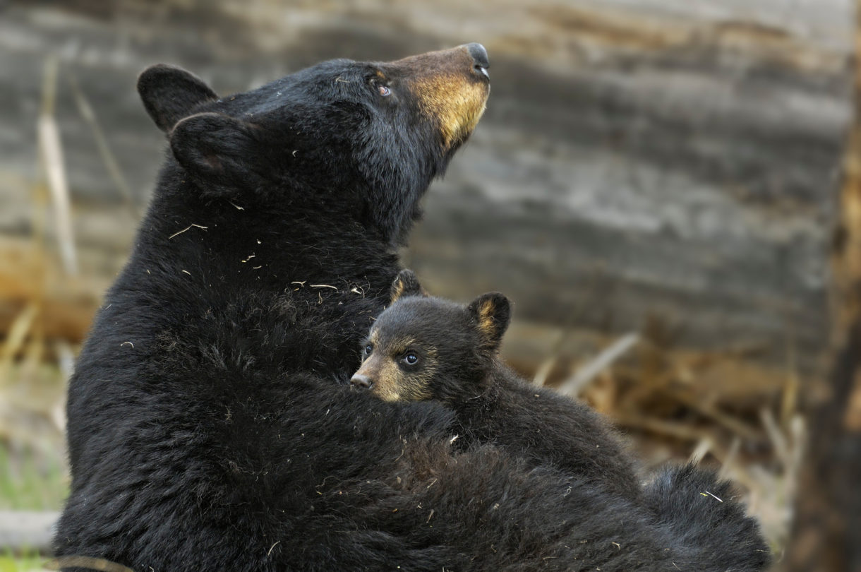 Victory! After public outcry, there will be no spring bear hunt in Washington