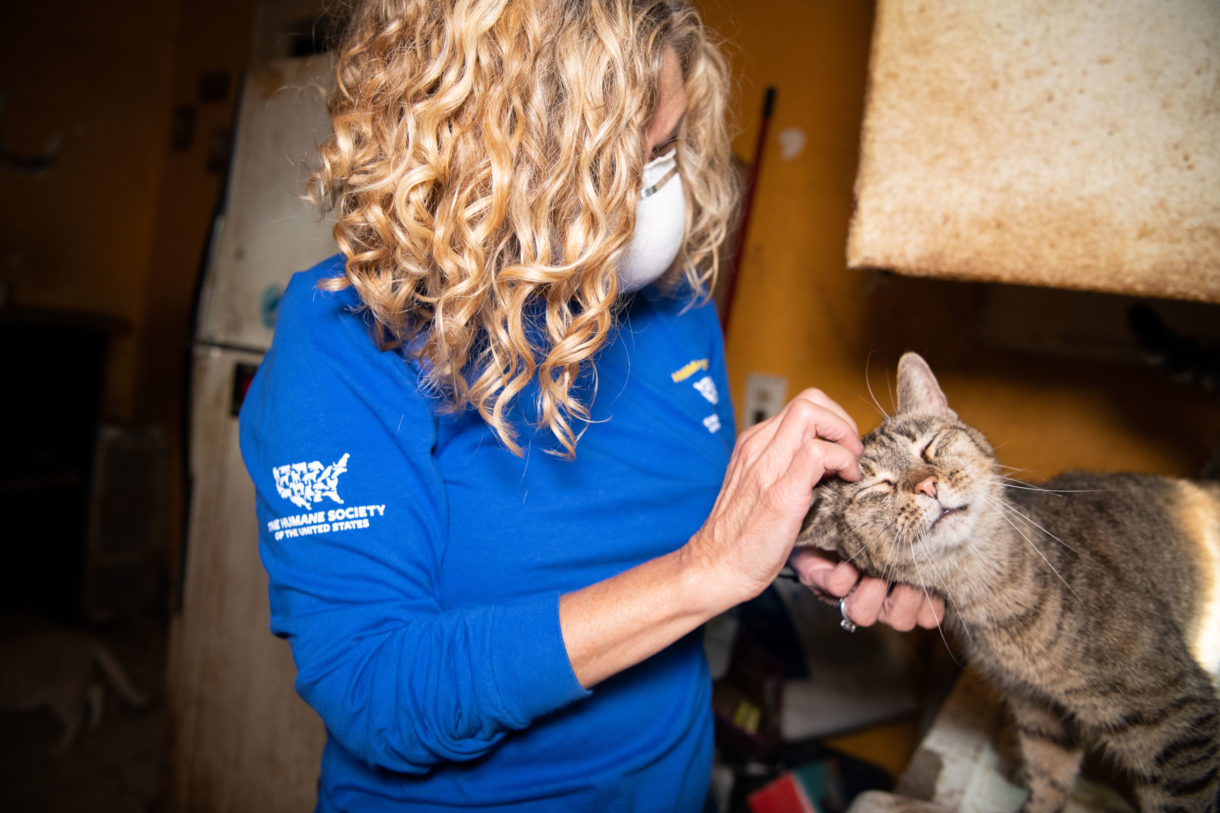 Breaking: Rescuers arrive at house full of cats suffering from neglect
