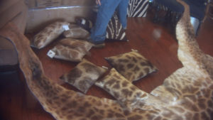 American imports of giraffe trophies and body parts are driving the animals to extinction