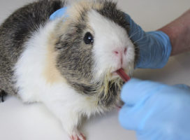 It’s time for the US to end cosmetics testing on animals