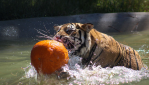 Rescued tigers at our animal sanctuary meet their first pumpkins
