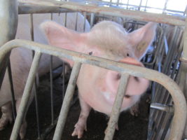 Inside our campaign for Proposition 12, the strongest law for farm animals