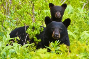 Americans love black bears—so why do cruel trophy hunts keep happening?