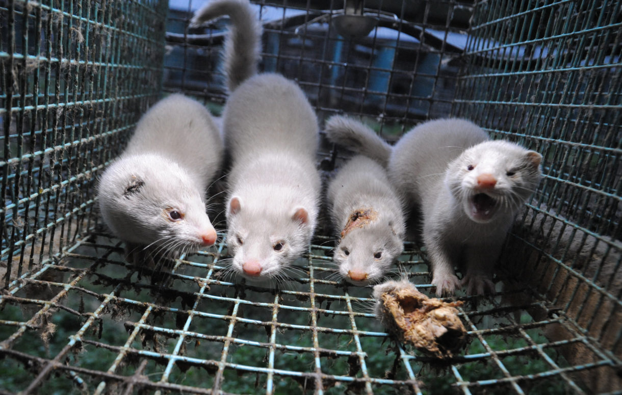 Victory! British Columbia bans mink fur farming