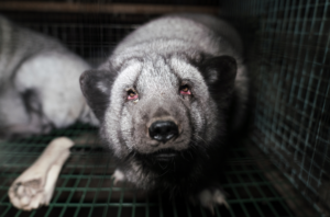 New undercover investigation shows the cruelty of ‘certified’ fur farms
