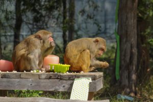 Mother and daughter macaques retired from a lab have been inseparable for decades