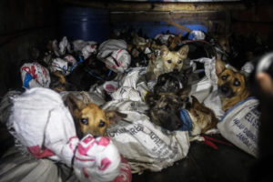 Police bust illegal slaughterhouse to save 53 terrified dogs
