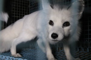 Breaking: Italy to shut down all fur farms and permanently ban fur farming