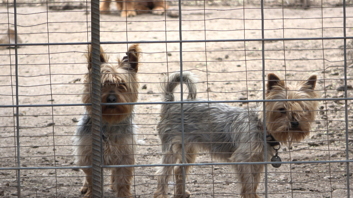 Win! Puppy mills slammed with major setbacks in 2021, spelling a brighter future for dogs