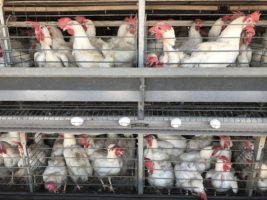 Breaking: Massachusetts passes law to end cruel, immobilizing cages for egg-laying hens