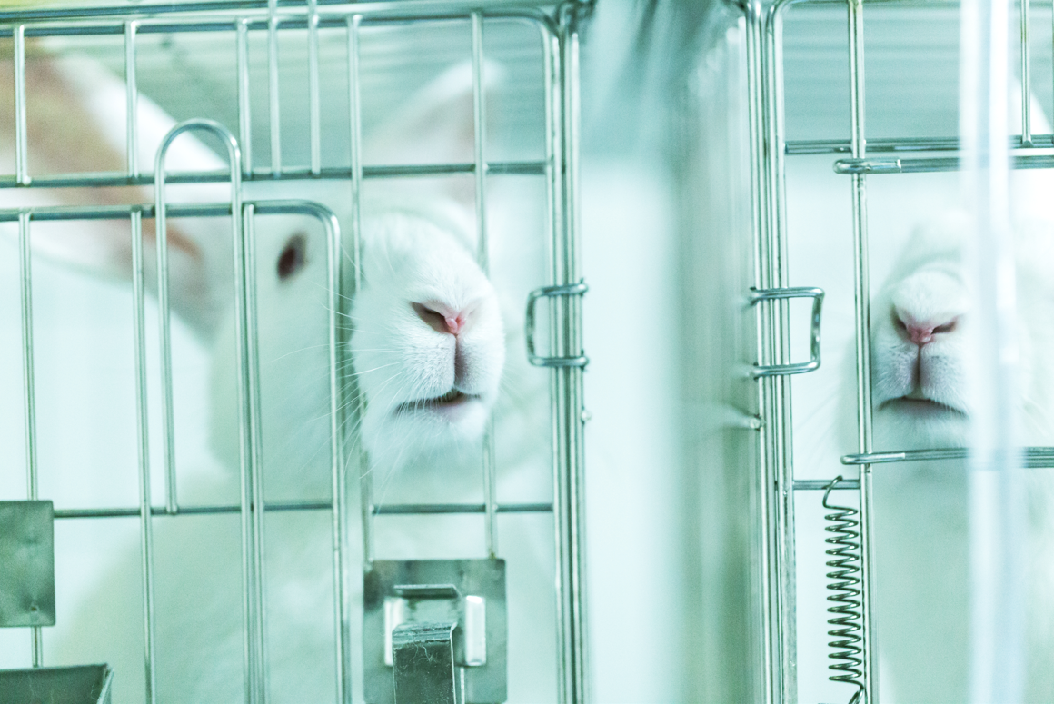 Major progress for animals in laboratories in 2021 signals a more humane future