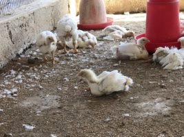Bred for unnaturally fast growth, broiler chickens suffer greatly—but change is on the way
