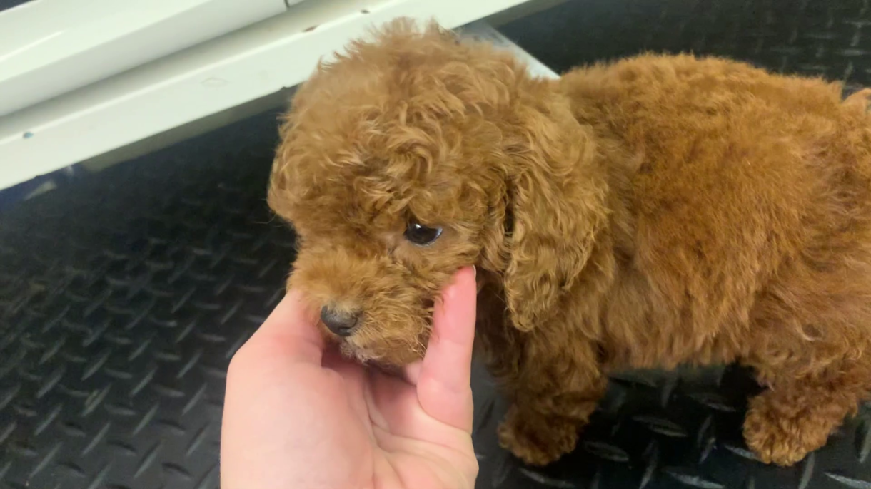 Breaking: Undercover investigation exposes puppies suffering in NYC pet store