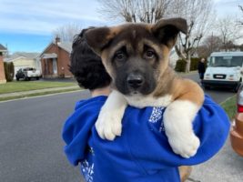 HSUS colleagues make it a special holiday season for sick puppies relinquished by  New York pet store