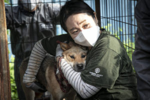 Breaking: 110 dogs saved from slaughter arrive in Canada to find homes