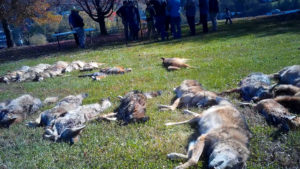 Exposed: Virginia wildlife killing contest where 600 animals were slaughtered in just 2 days