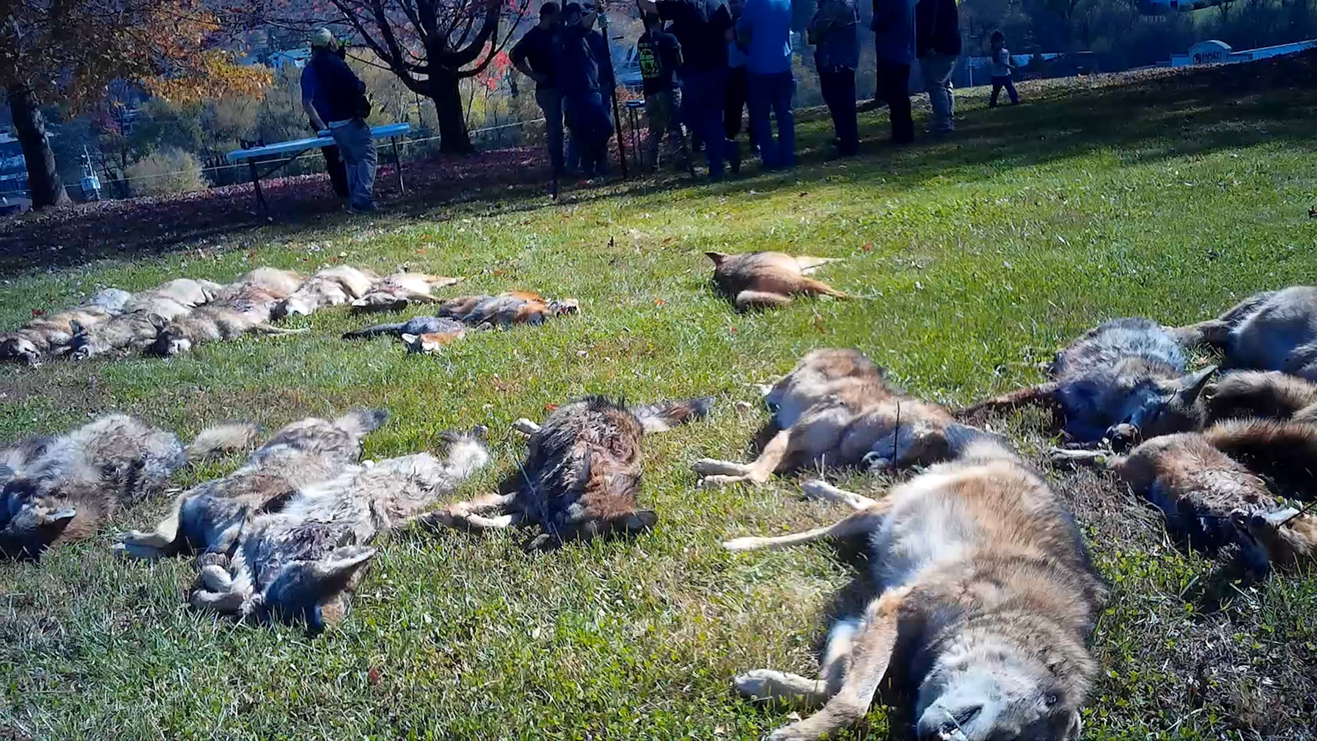 Exposed: Virginia wildlife killing contest where 600 animals were  slaughtered in just 2 days · A Humane World