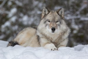 To save wolves, the US government must act now 