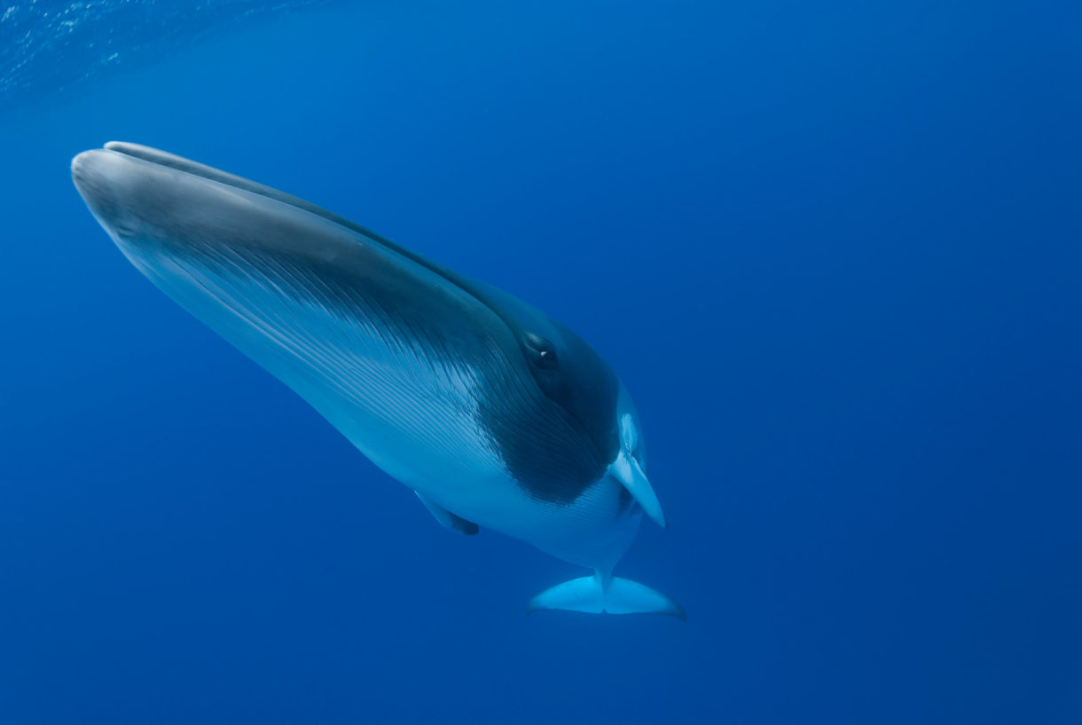 Iceland signals it will stop commercial whaling by 2024, suggesting an end to a decades-long fight