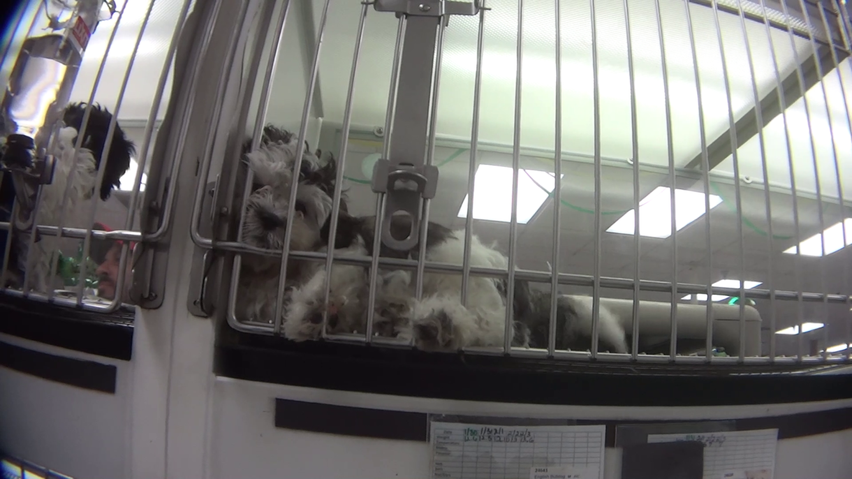 Our campaign to end the puppy mill-to-pet store pipeline heats up in Florida and Texas 